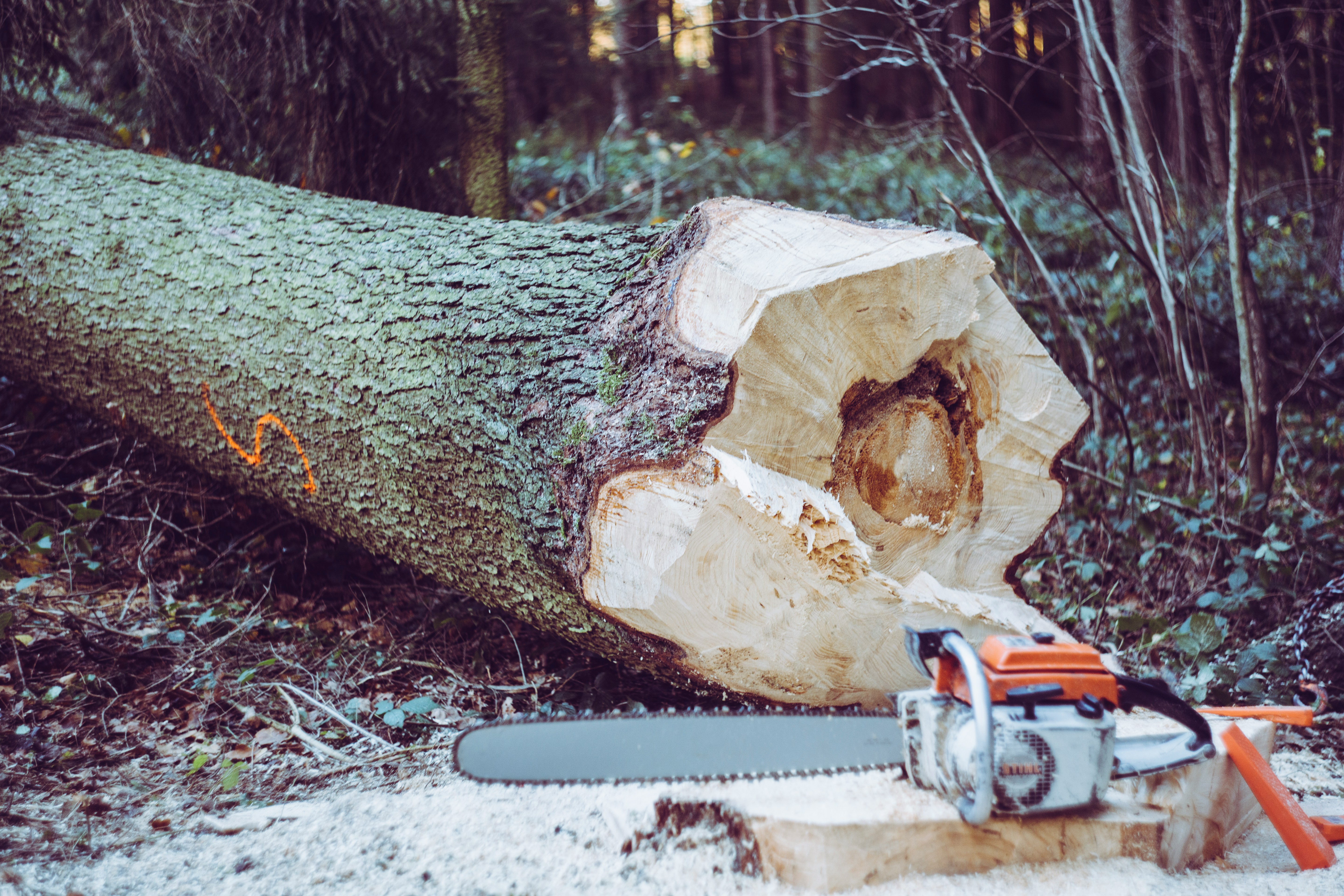 Tree Felling